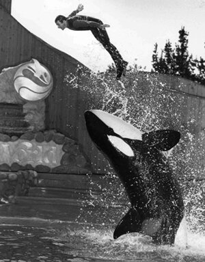 joel silverman and killer whales